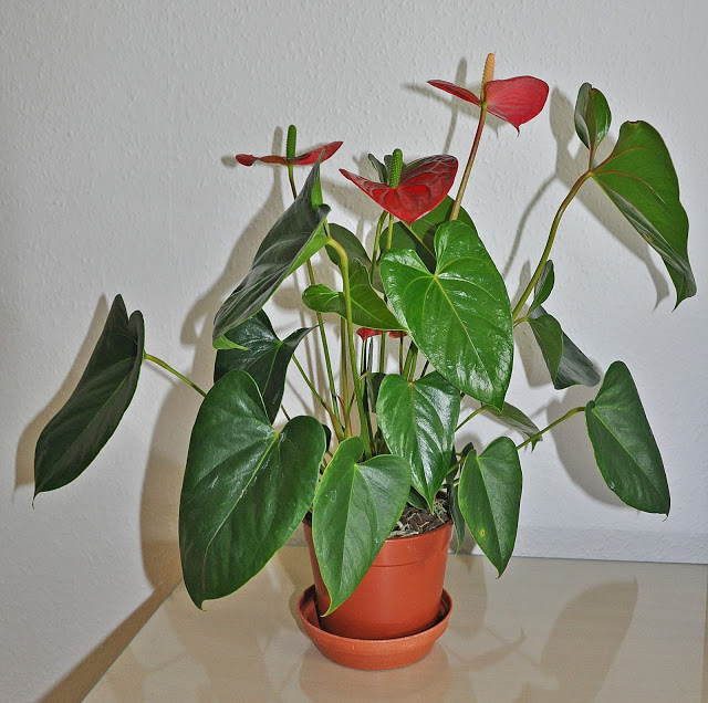 نبات الأنتوريوم